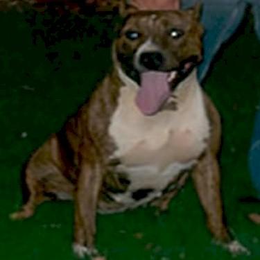 media/Imperial Pits Ceded Pit Bull.jpg